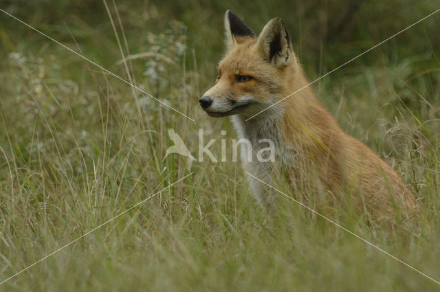 Vos (Vulpes vulpes)