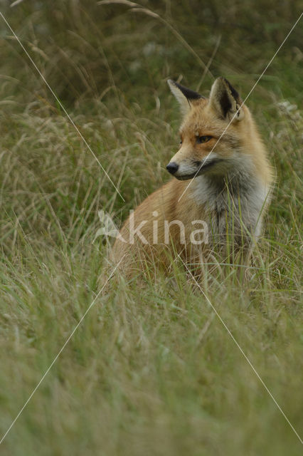 Fox (Vulpes vulpes)