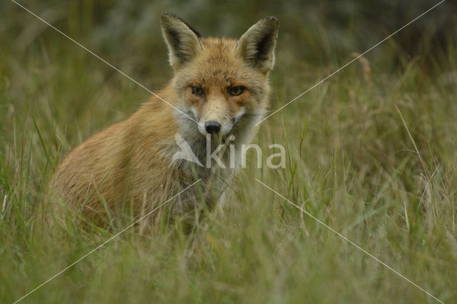 Vos (Vulpes vulpes)