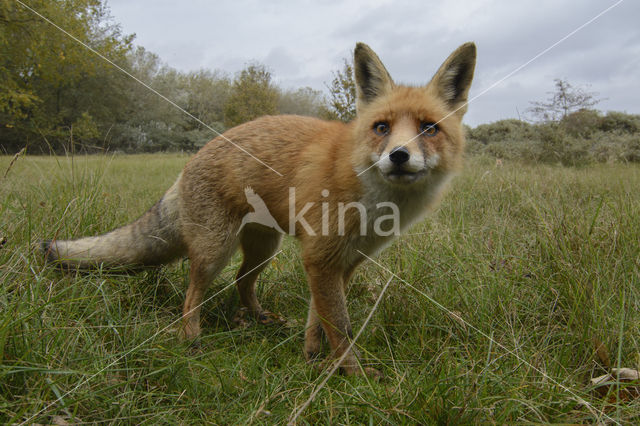 Fox (Vulpes vulpes)