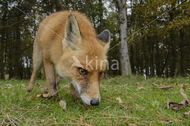 Vos (Vulpes vulpes)