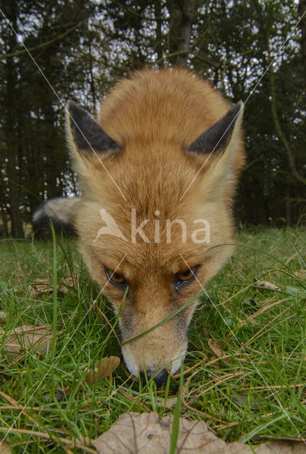 Fox (Vulpes vulpes)