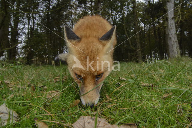 Fox (Vulpes vulpes)