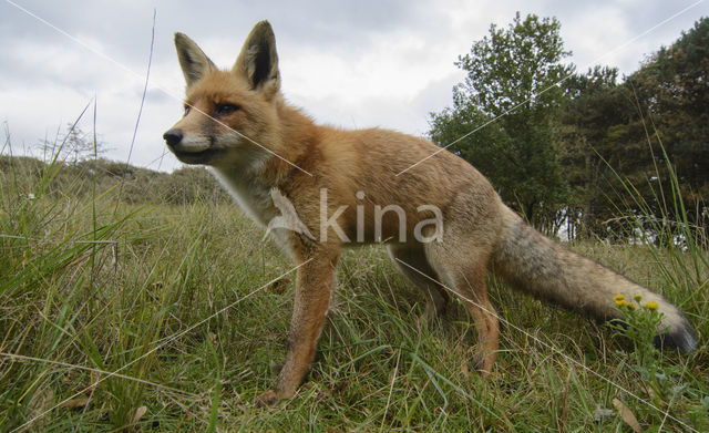 Fox (Vulpes vulpes)