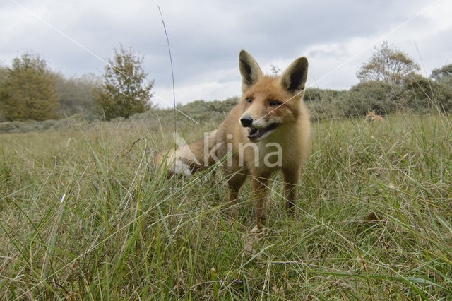 Fox (Vulpes vulpes)