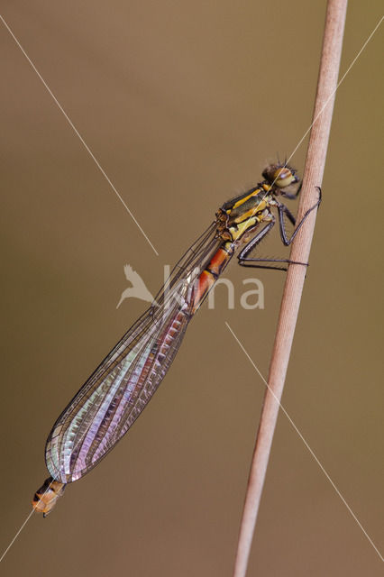 Large Red Damselfly (Pyrrhosoma nymphula)