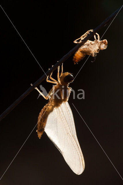 Vuurlibel (Crocothemis erythraea)