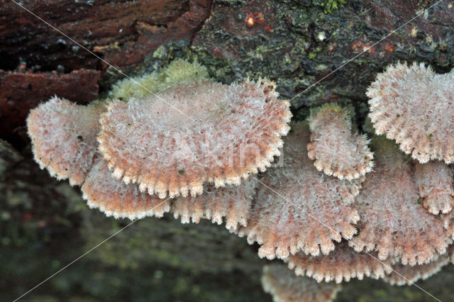 Common Porecrust (Schizophyllum commune)