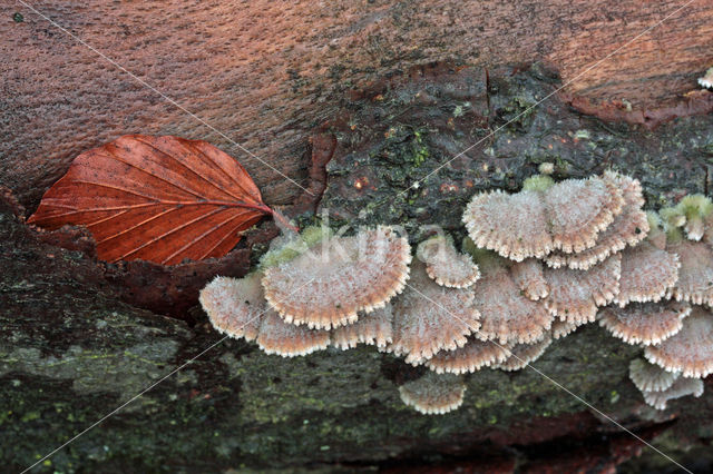 Waaiertje (Schizophyllum commune)