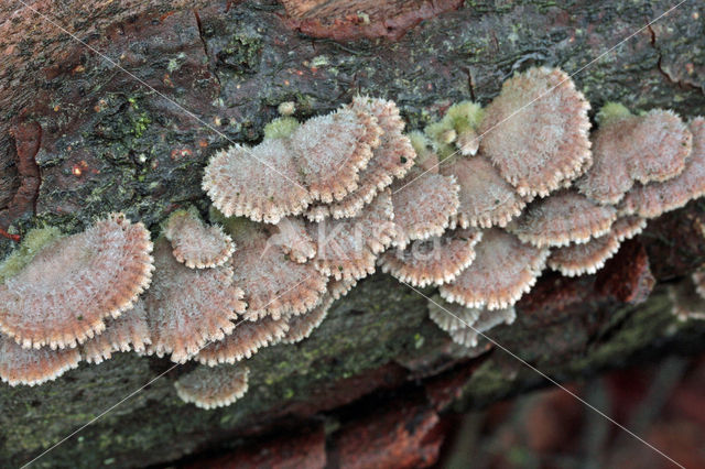 Common Porecrust (Schizophyllum commune)