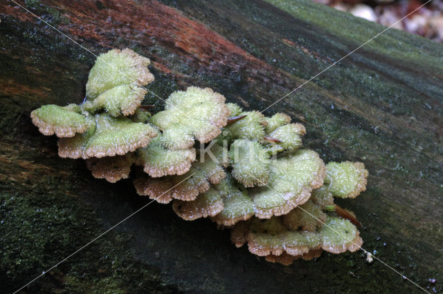 Common Porecrust (Schizophyllum commune)