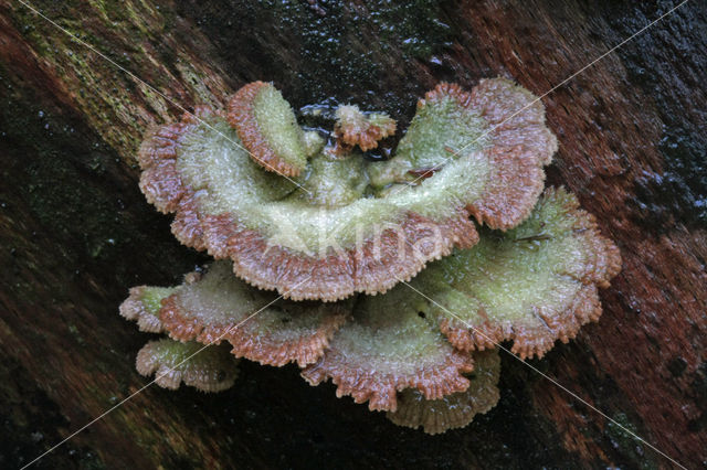 Waaiertje (Schizophyllum commune)