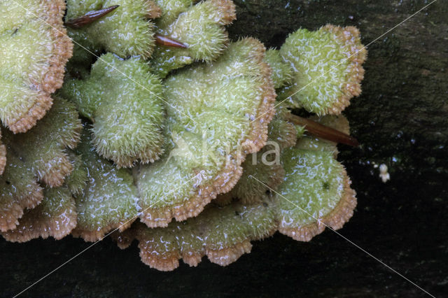 Waaiertje (Schizophyllum commune)