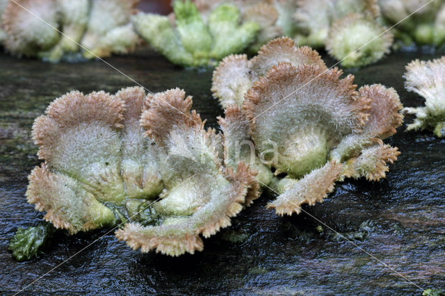 Common Porecrust (Schizophyllum commune)