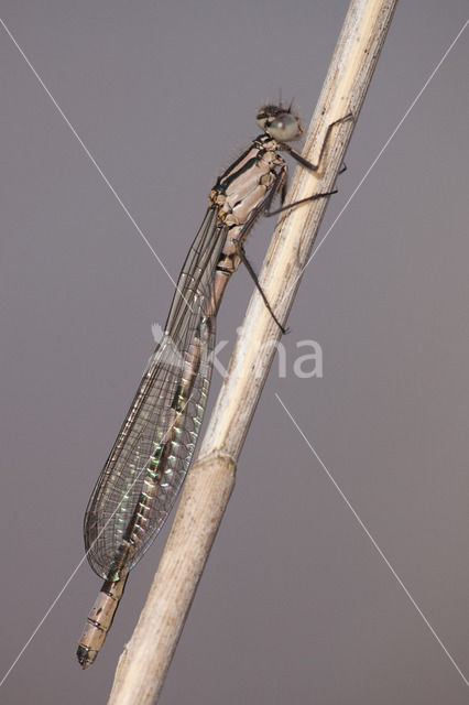 Common Blue Damselfly (Enallagma cyathigerum)