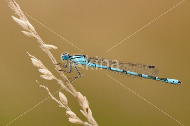 Common Blue Damselfly (Enallagma cyathigerum)