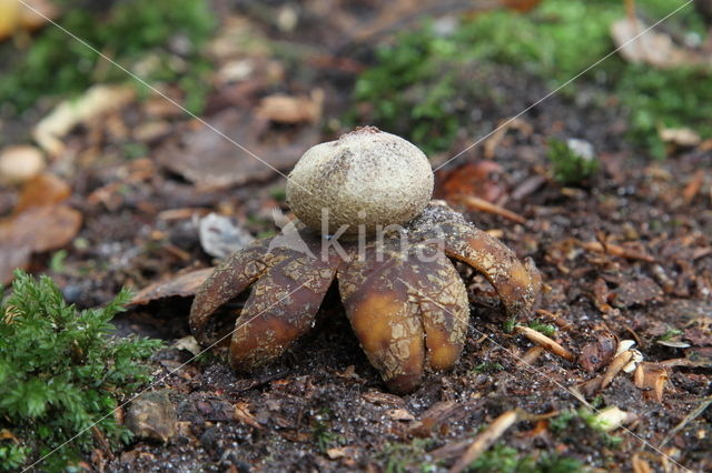 Weerhuisje (Astraeus hygrometricus)