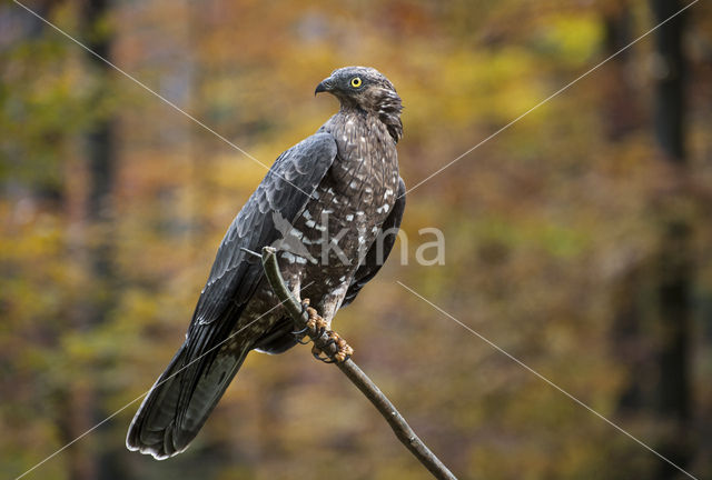 Honey Buzzard (Pernis apivorus)