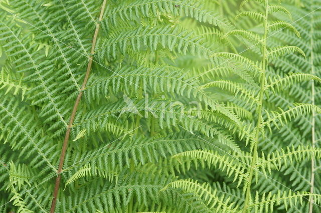 Lady-fern (Athyrium filix-femina)