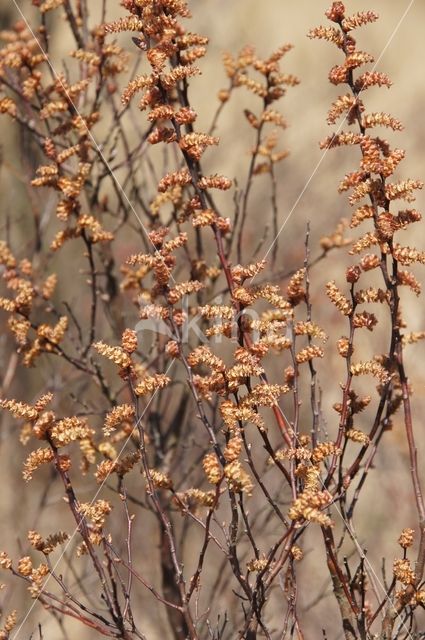 Wilde gagel (Myrica gale)