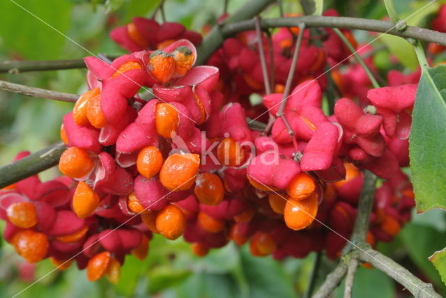 Wilde kardinaalsmuts (Euonymus europaeus)