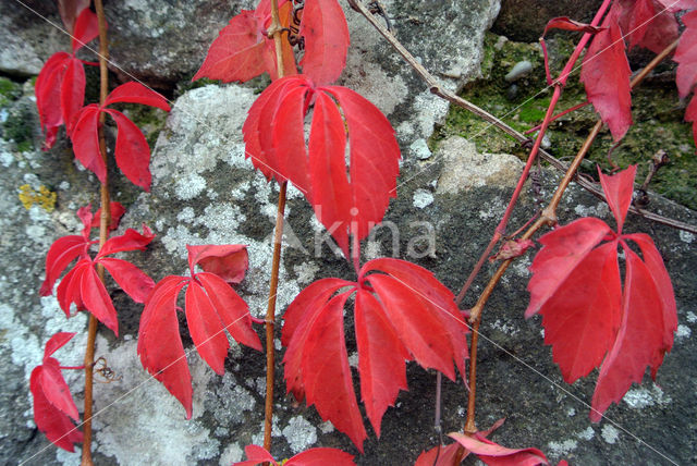 Wingerd spec. (Parthenocissus spec.)