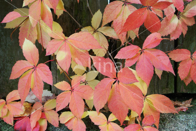 Wingerd spec. (Parthenocissus spec.)