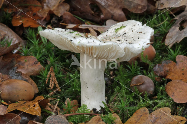 Witte duifridderzwam (Tricholoma columbetta)