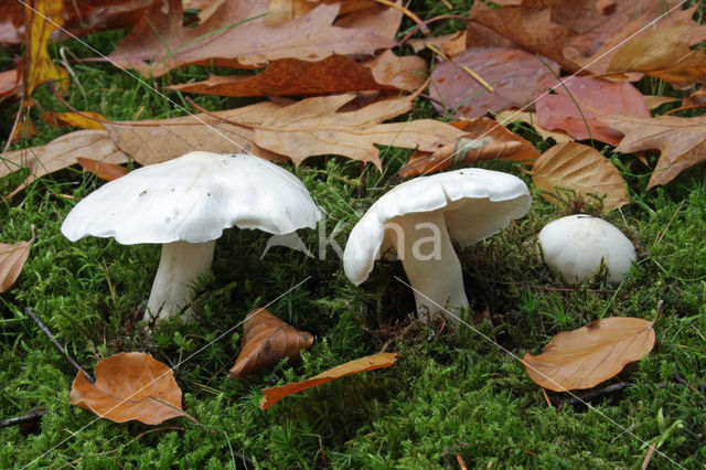 Witte duifridderzwam (Tricholoma columbetta)