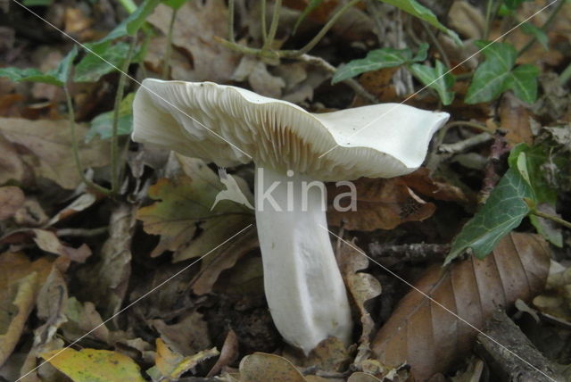 Witte duifridderzwam (Tricholoma columbetta)