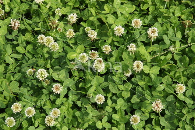 Witte klaver (Trifolium repens)