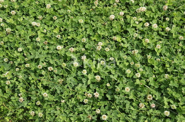 Witte klaver (Trifolium repens)