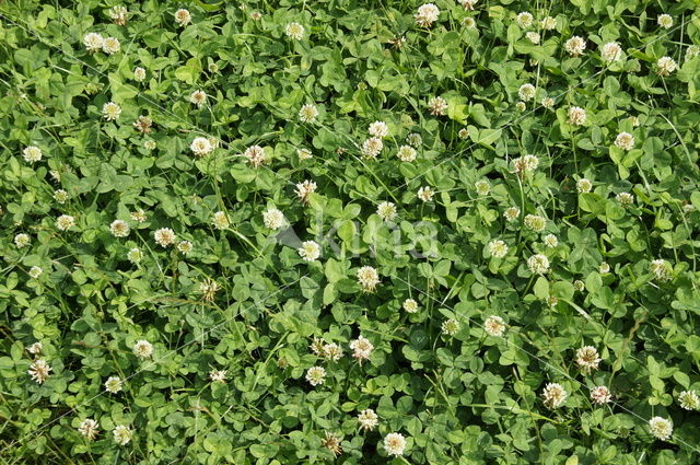 Witte klaver (Trifolium repens)