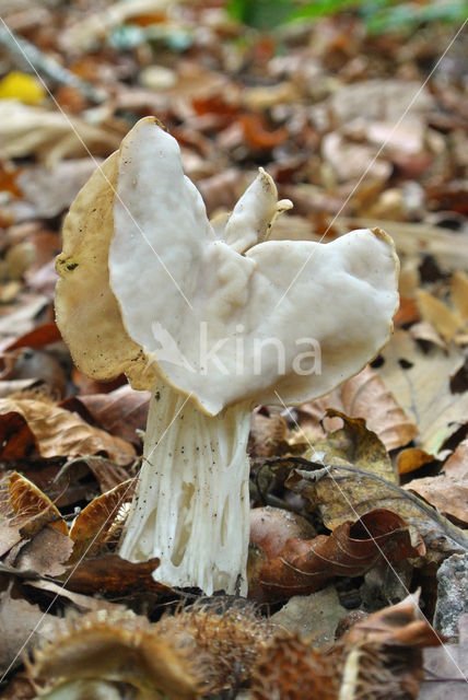 Witte kluifzwam (Helvella crispa)