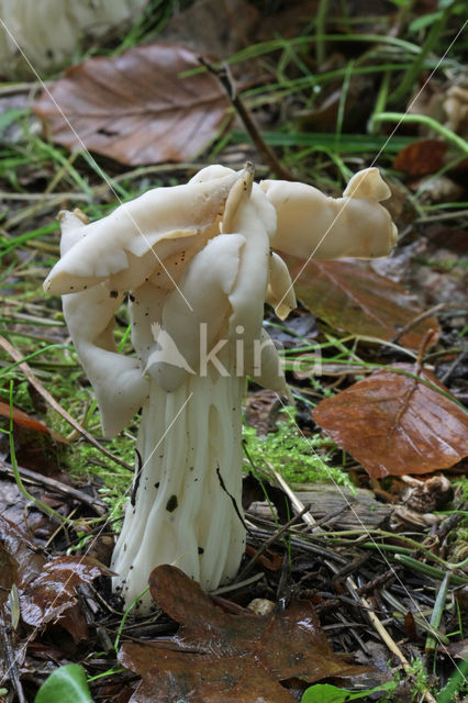 Witte kluifzwam (Helvella crispa)