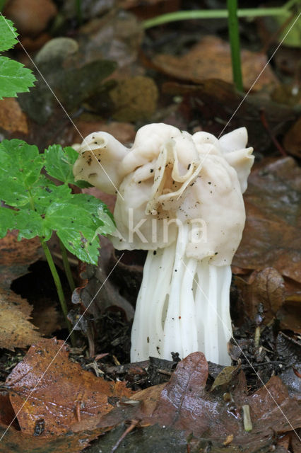 Witte kluifzwam (Helvella crispa)