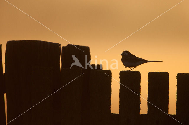 Witte Kwikstaart (Motacilla alba)