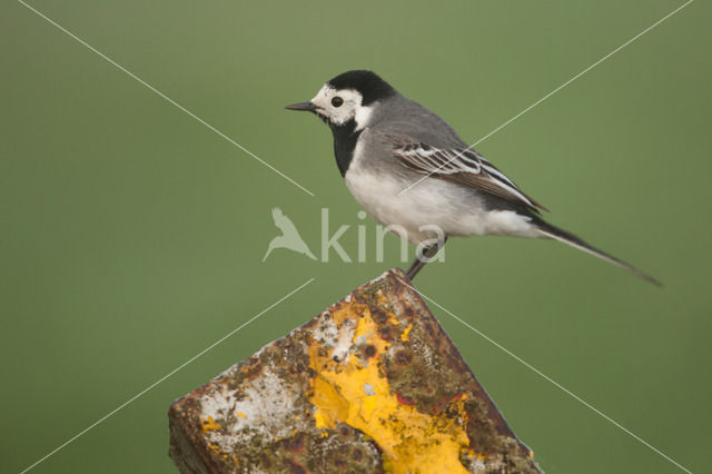 Witte Kwikstaart (Motacilla alba)