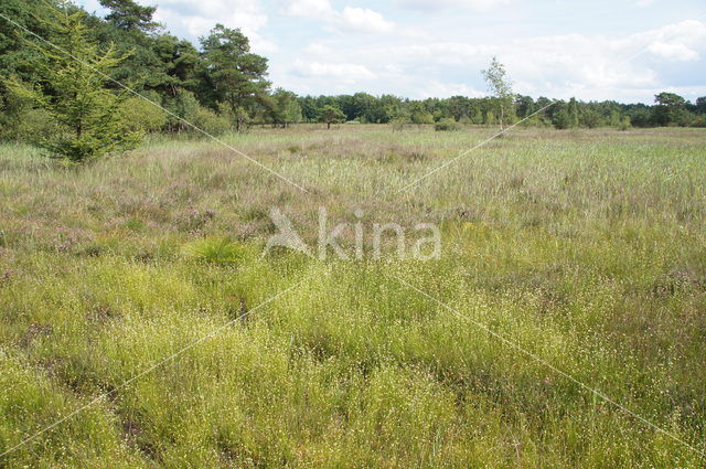 Witte snavelbies (Rhynchospora alba)