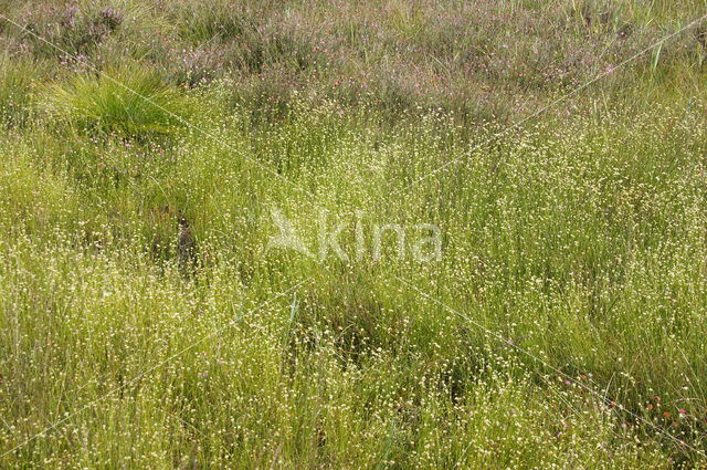 White Beak-sedge (Rhynchospora alba)