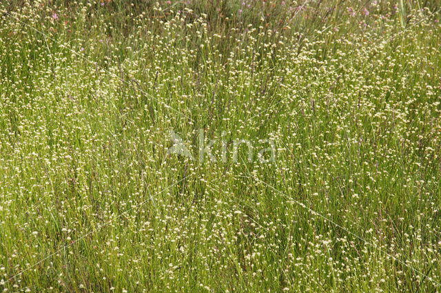 White Beak-sedge (Rhynchospora alba)