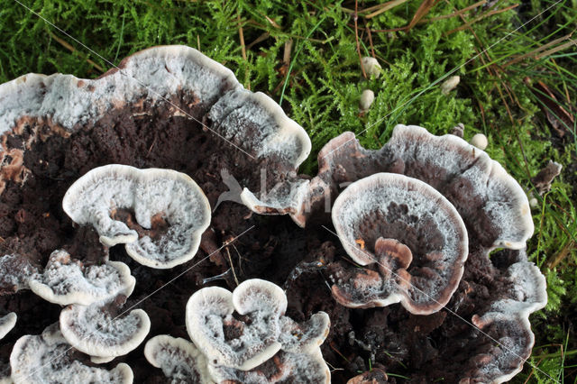 Wollige stekelzwam (Phellodon confluens)