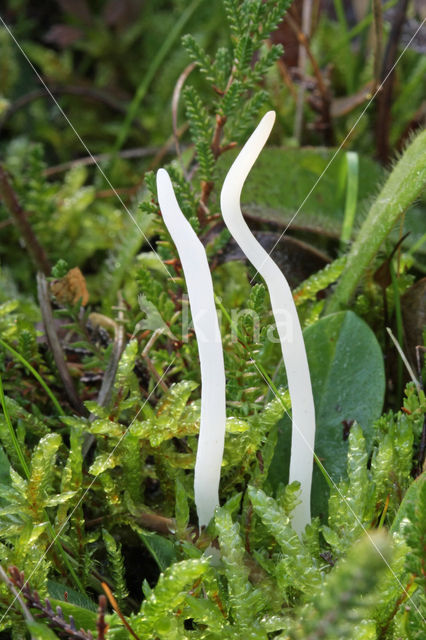 Wormvormige knotszwam (Clavaria fragilis)
