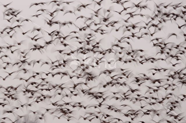 Eurasian Curlew (Numenius arquata)