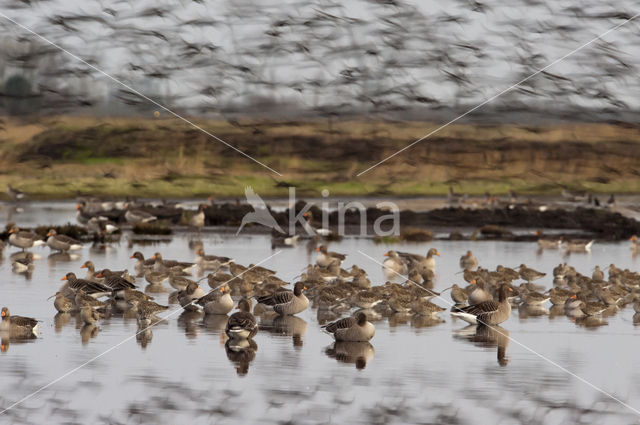 Eurasian Curlew (Numenius arquata)