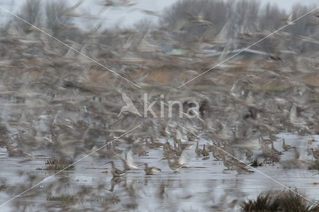 Eurasian Curlew (Numenius arquata)