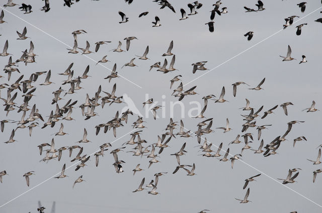 Eurasian Curlew (Numenius arquata)