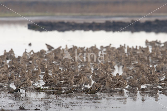 Eurasian Curlew (Numenius arquata)