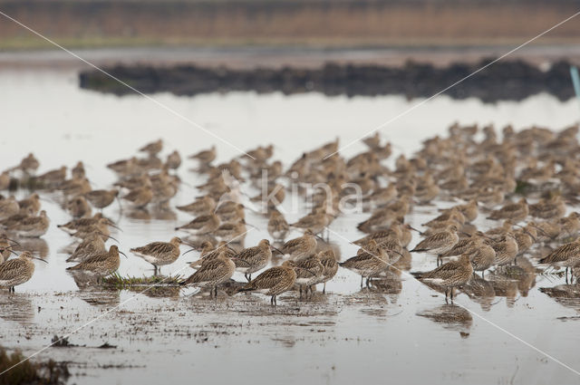 Eurasian Curlew (Numenius arquata)