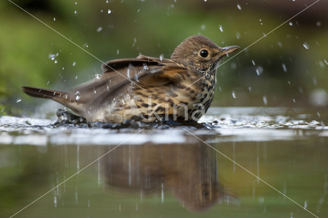 Song Thrush (Turdus philomelos)